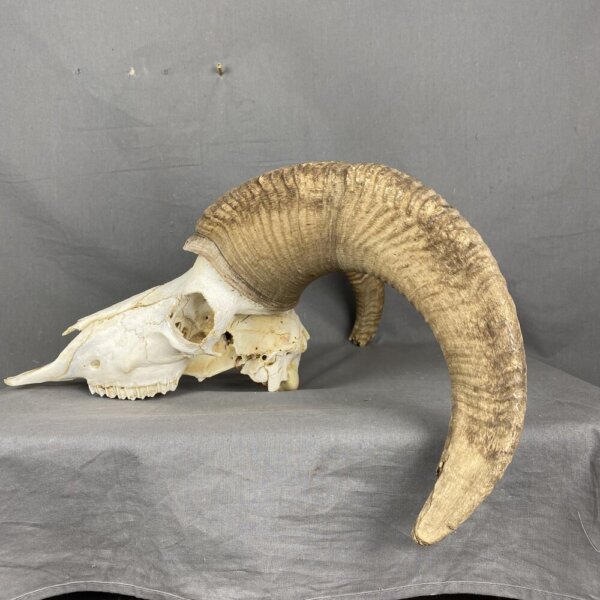 672E5991-E6E1-4A7B-B270-03E53F4F9221 Bighorn Sheep Skull SQ213