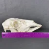 Deer Doe Skull (Whitetail)