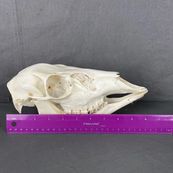 Deer Doe Skull (Whitetail)