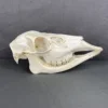 Deer Doe Skull (Whitetail)
