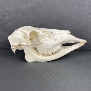 Deer Doe Skull (Whitetail)