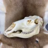Elk Skull