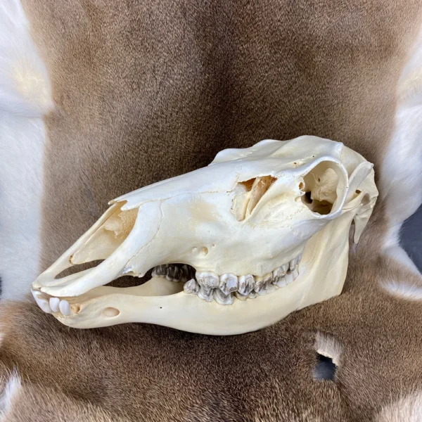 Elk Skull