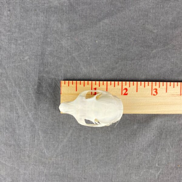 968F6C95-22E8-402D-80C4-462649E4115C Red Squirrel Skull