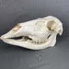 Deer Doe Skull (Whitetail)