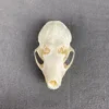 Spotted skunk skull
