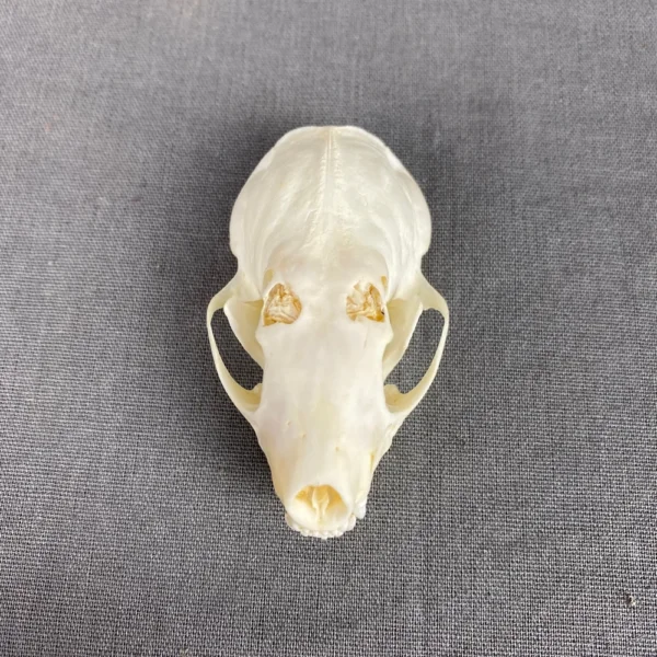 Spotted skunk skull