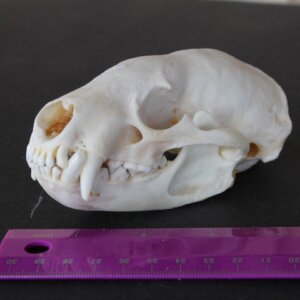 badger skull