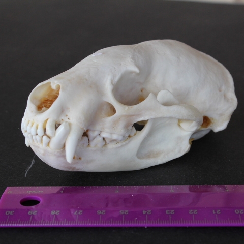 badger skull