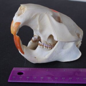 Beaver Skull