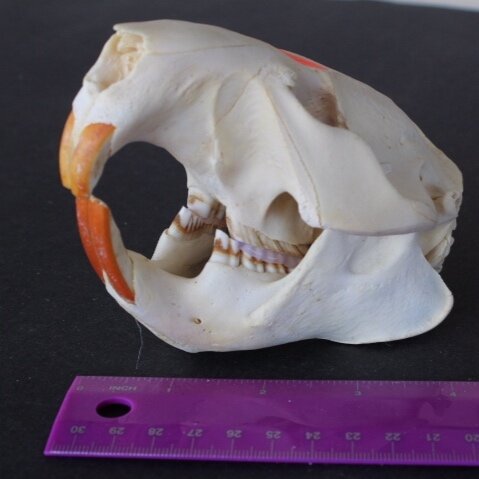 Beaver Skull