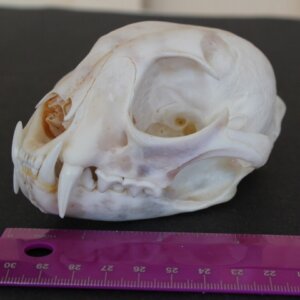 Bobcat Skull