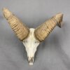 Bighorn Sheep Skull SQ213
