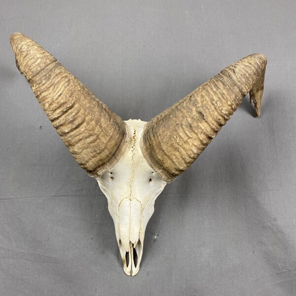 C4232897-4B49-4156-A9ED-418AABD8823F Bighorn Sheep Skull SQ213