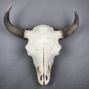 Buffalo Skull XXL