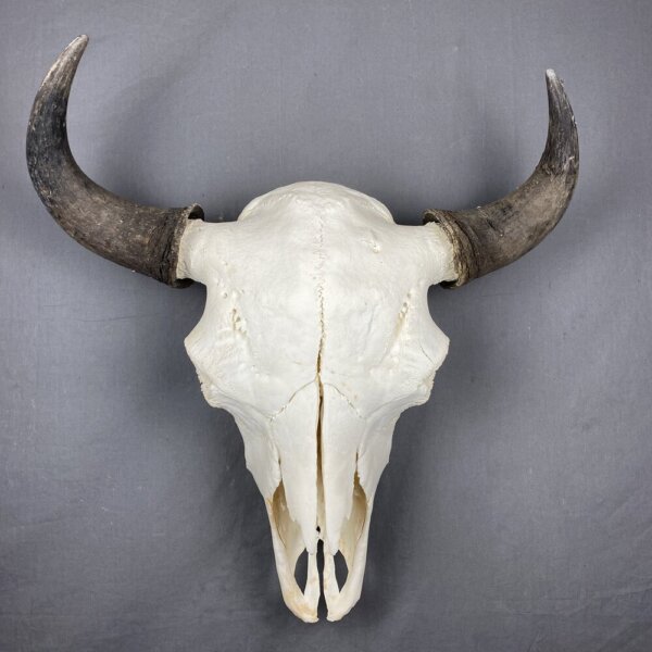C82CF34D-EACF-40C7-A74B-793D59F24DC5 Buffalo Skull XXL