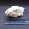 Wolverine Skull
