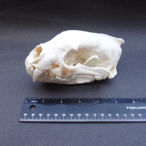 Wolverine Skull