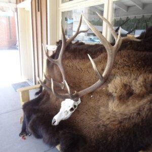 Bull Elk Skull