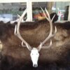 Bull Elk Skull