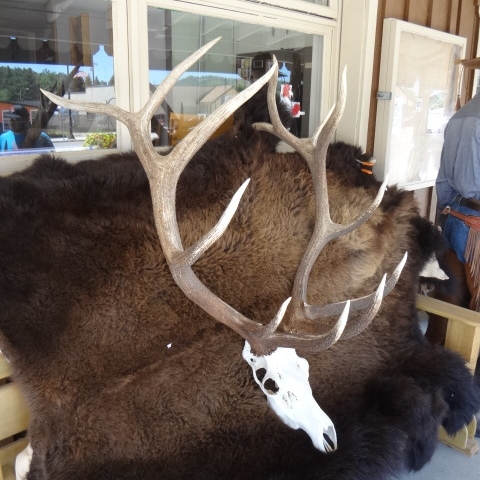 Bull Elk Skull
