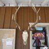 Bull Elk Skull