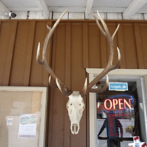 Bull Elk Skull