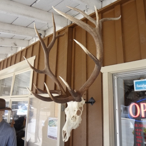 Bull Elk Skull