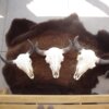 Buffalo Skull Large