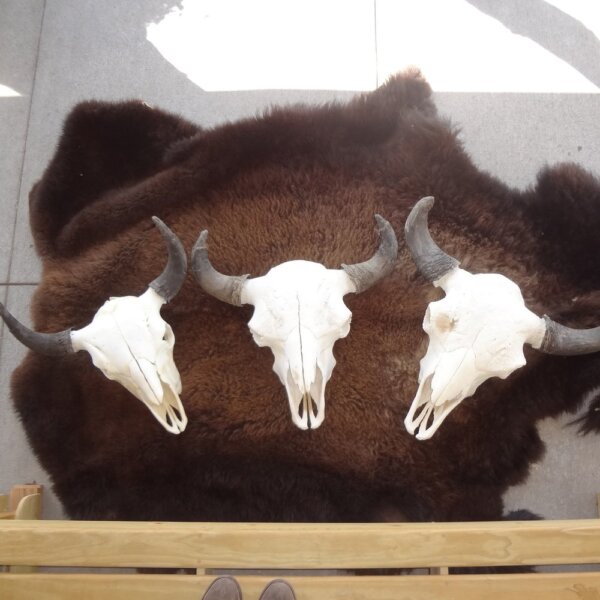 DSC01749 Buffalo Skull Large