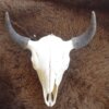 Buffalo Skull Large
