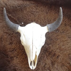 Buffalo Skull Large
