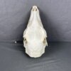 Deer Doe Skull (Mule deer)