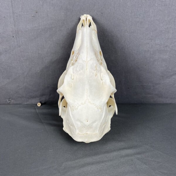 Deer Doe Skull (Mule deer)