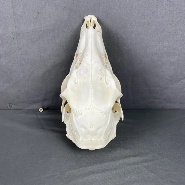 Deer Doe Skull (Whitetail)