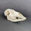 Deer Doe Skull (Whitetail)