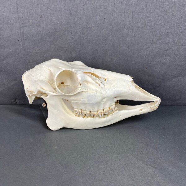 Deer Doe Skull (Mule deer)