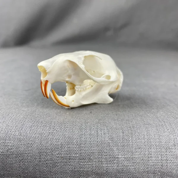 FD36A8B6-0240-4F36-A9E5-BBE36E067958 Red Squirrel Skull