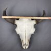 Buffalo Skull XXL