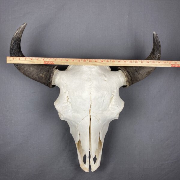 FE6613E4-583C-46C1-BCAA-14BF4C911798 Buffalo Skull XXL