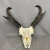 Antelope Skull SQ0883