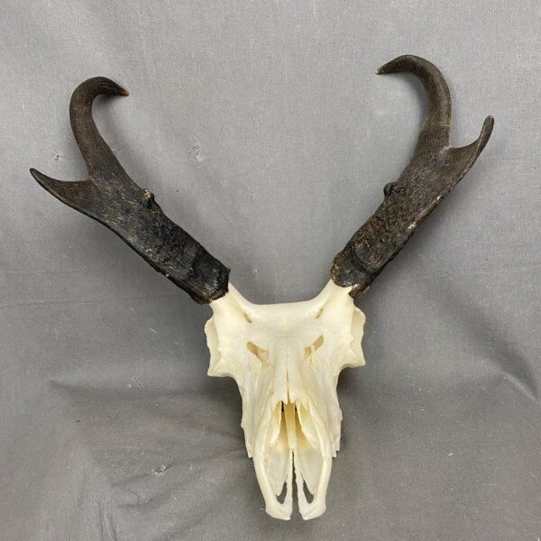 Antelope Skull SQ0883