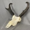 Antelope Skull SQ0883