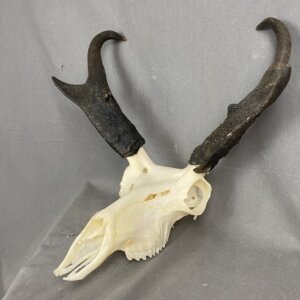 Antelope Skull SQ0883