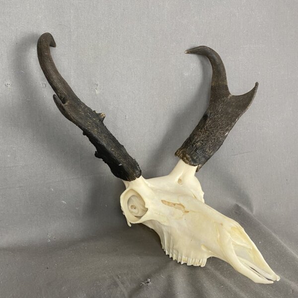 Antelope Skull SQ0883