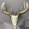 Whitetail Deer Skull SQ4488