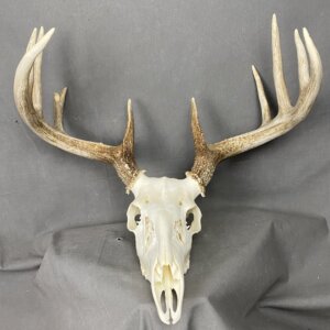 Whitetail Deer Skull SQ4488