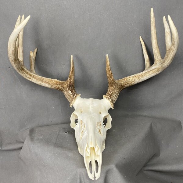 IMG_1741 Whitetail Deer Skull SQ4488
