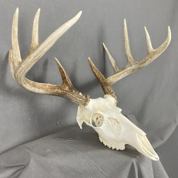 IMG_1748 Whitetail Deer Skull SQ4488