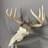 Whitetail Deer Skull SQ4488